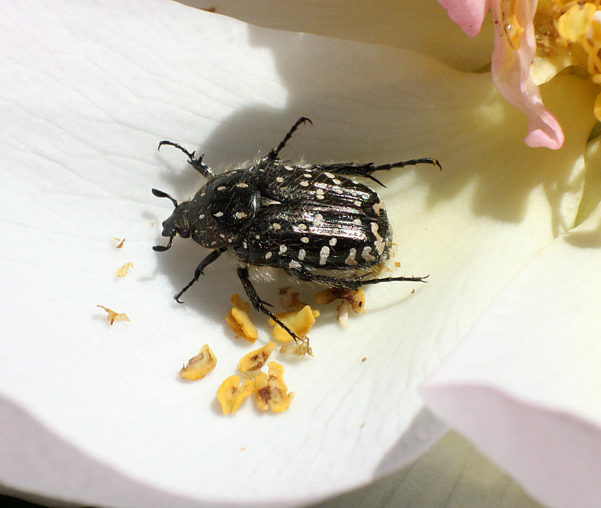 coleottero da identificare: Oxythyrea funesta